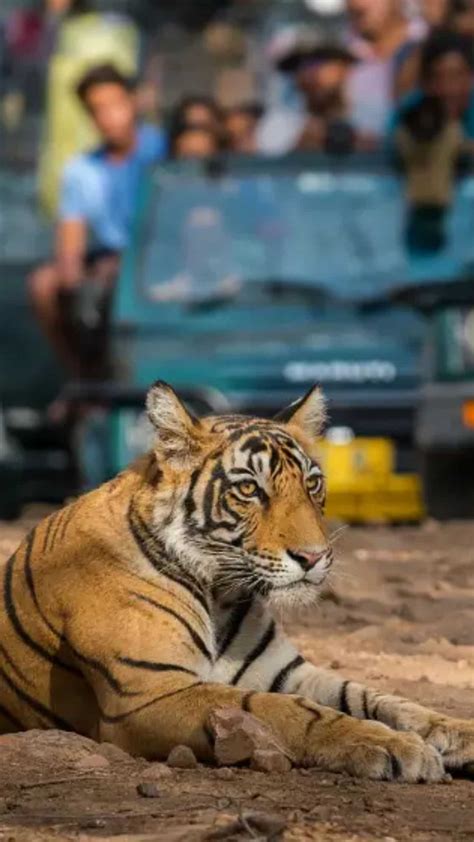 5 National Parks For Tiger Sighting In India