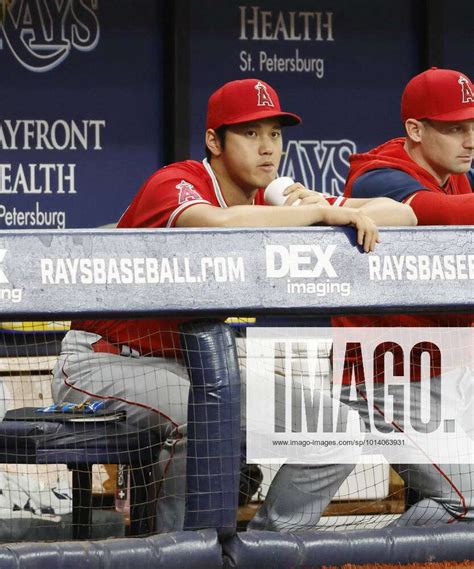 Baseball Angels Vs Rays Los Angeles Angels Two Way Player Shohei