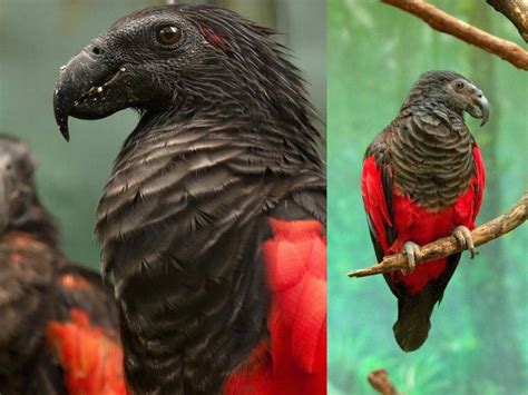 The pesquet's parrot is an unmistakable, quite big parrot. Meet the famous "Dracula Parrot" in all its glory (by ...