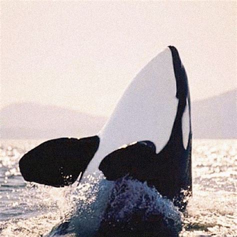 Pin On Orcas ♥