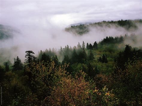 Foggy Forests By Stocksy Contributor Branden Harvey Stories Stocksy