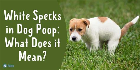 White Specks In Dog Poop Heres What To Do If You Find White Specks In