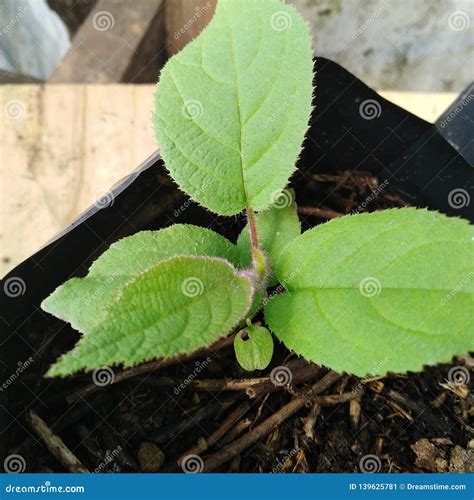 Kiwifruit Seedling Plants In Pots Home Grown Grown From Seed Stock