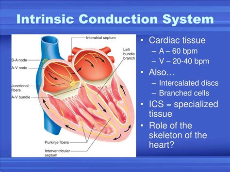 Ppt Physiology Of The Heart Powerpoint Presentation Free Download