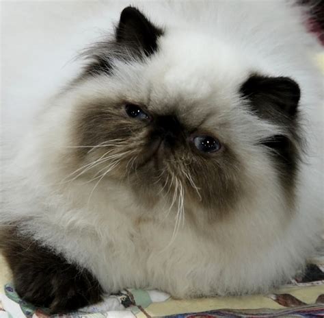White Himalayan Cat Biological Science Picture Directory