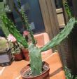 This is a species native to the southwestern united states, and is very common. OPUNZIE - OPUNTIE