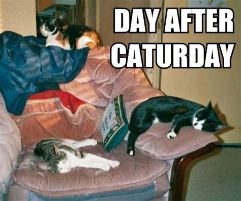 Your meme was successfully uploaded and it is now in moderation. Caturday | Know Your Meme