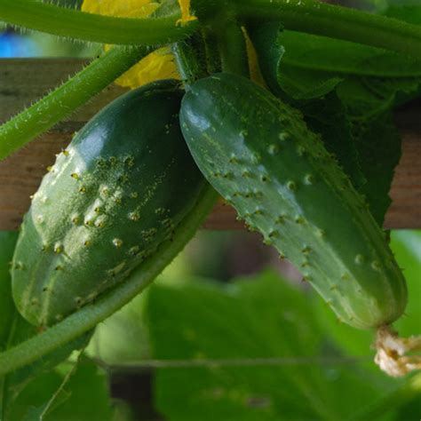 Heirloom Cucumber Marys Heirloom Seeds