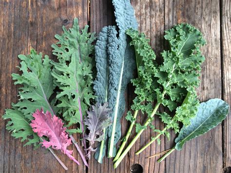 Kale Mixed Varieties Carolyns Best Mix Of Heirloom And
