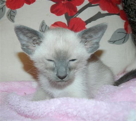 Beautiful Blue Point Siamese Male Kitten Wigan Greater Manchester
