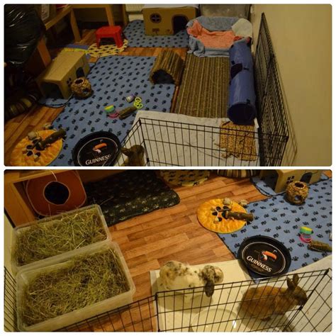 Lets See Your Indoor Set Ups Rabbits United Forum Pet Rabbit Care