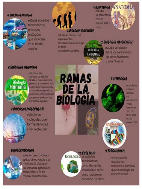 Mapa Mental Ramas De La Biología 4 Mapasytemas10 Udocz