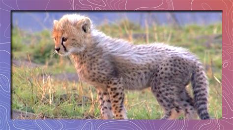 Save The World Cute Baby African Animals Love To Play Compilation