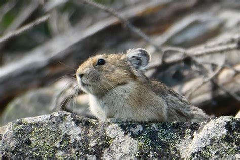 200 Best Names For Pika Name Generator And Ideas Fluentslang