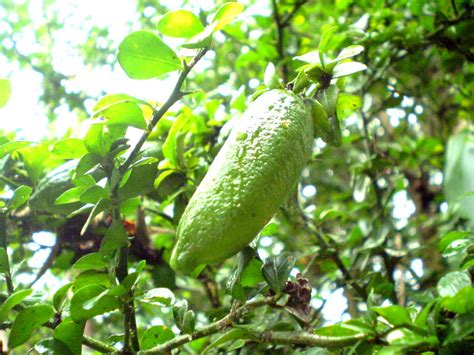~red lady~ dwarf thai papaya short tree red yummy flesh imported 100 fresh seeds. National Tree Day - Farm Days Down Under