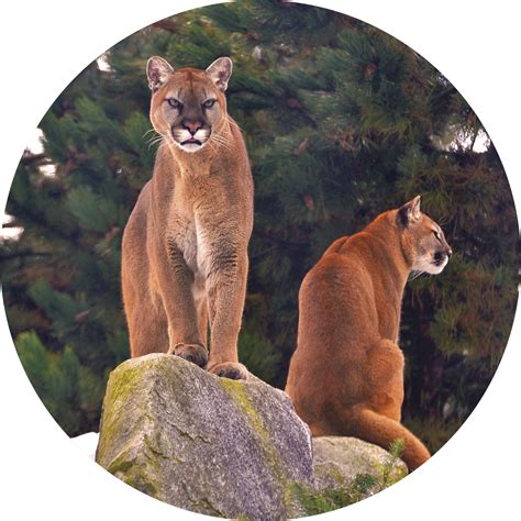 Continue Shopping Cougar Mountain Zoo