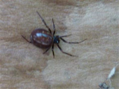 Black widow spiders are enemies encountered in the tiny tina's assault on dragon keep dlc. Black Widow Spider