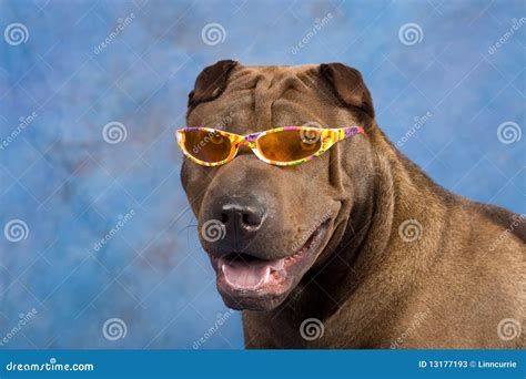 Funny Sharpei Dog With Sunglasses Stock Image Image Of Glasses