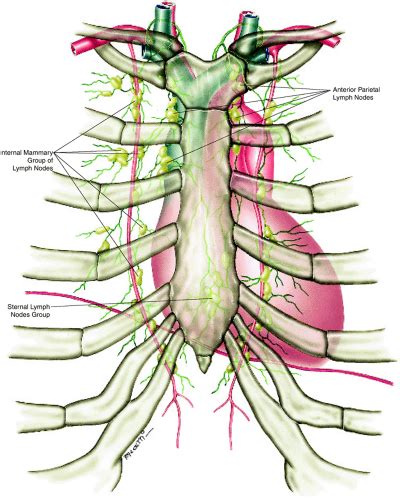 Lymphatic System Of The Thorax Radiology Key