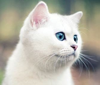 These are active and social cats who prefer to. Are White Cats With Blue Eyes More Likely to Go Deaf?
