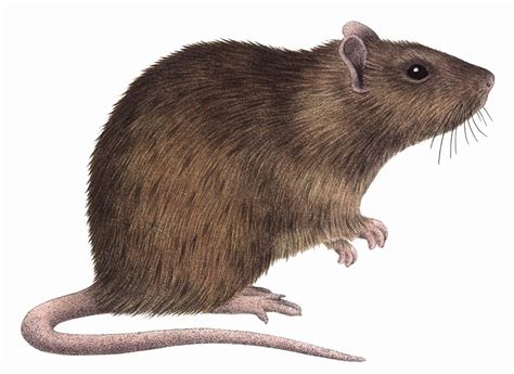 Close Up Brown Rat Rattus Norvegicus On White Background Stock Images
