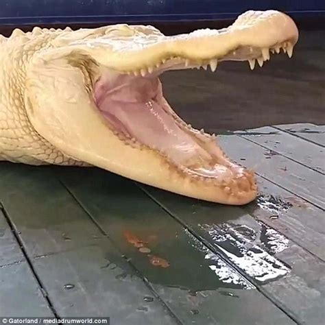 This Rare Albino Alligator Is Loved By Everyone At The Florida Gator Park