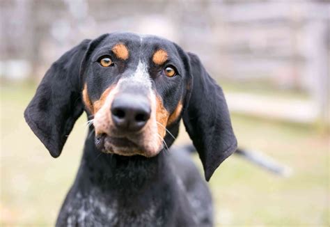 Coonhound Dog Breed Information The Dogman