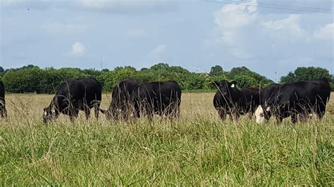 Cattle Grazing Fescue Grazing — Cattle Grazing Fescue U Flickr