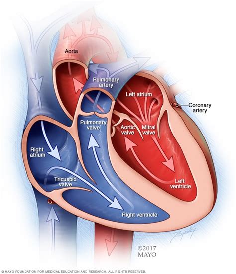 Patent Foramen Ovale Symptoms And Causes Mayo Clinic