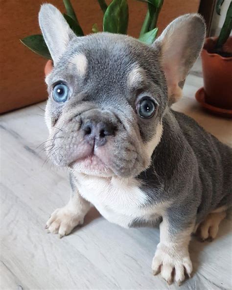 French bulldog information, how long do they live, height and weight, do they shed, personality traits, how much do they cost, common health issues. French Bulldog Lilac and Tan Puppies Bulldog Francese ...