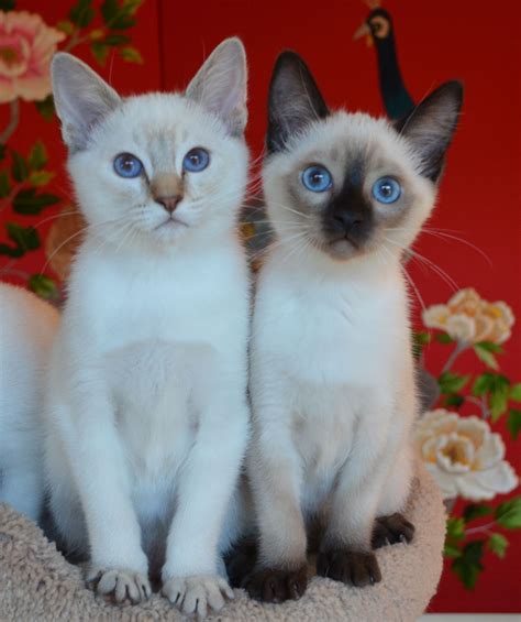 Lilac Point Balinese Kittens Rehare