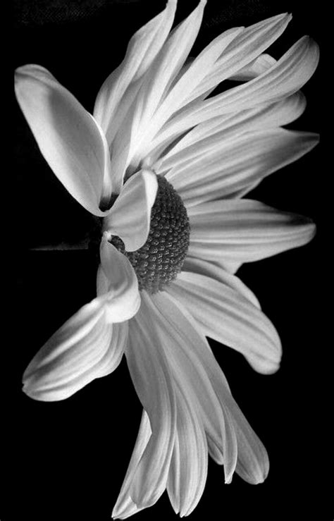 Flower Photography Black And White Flowers Black And White Wallpaper
