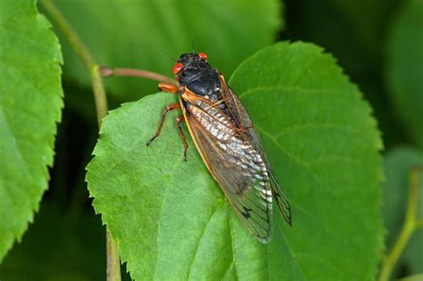 Billions Of Cicadas To Emerge From Underground In Us In Rare Event Last