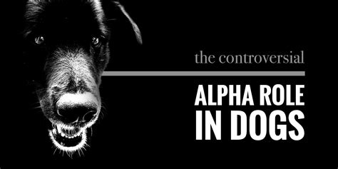 What Is A Alpha Dog Personality