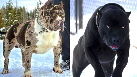 10 Most Dangerous Dog Breeds In The World Dangerous Dogs Scary Dogs