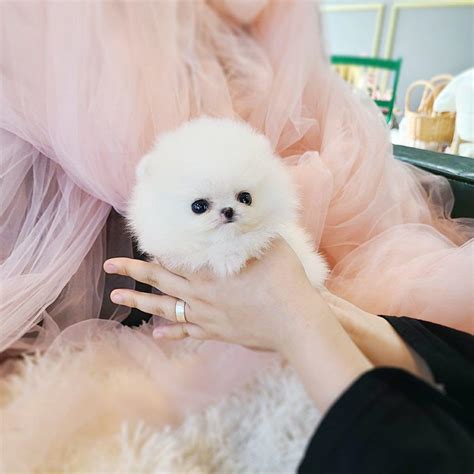 Owning miniature cattle is a big commitment and responsibility. Miss Aamazine - Mini Pomeranian F. | PetMe Teacup Puppies