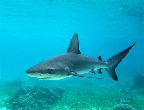 Blacknose Shark Life Expectancy