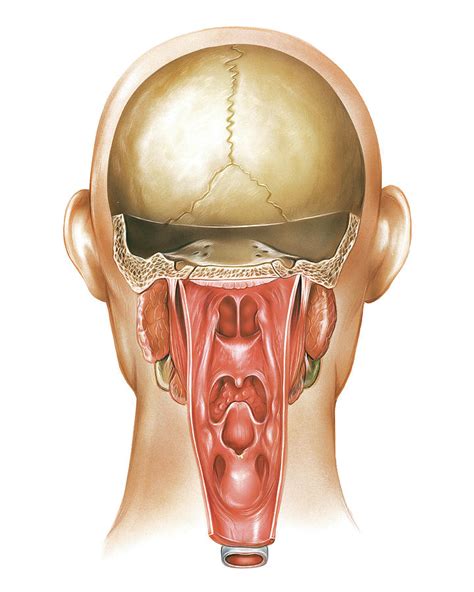 Paranasal Sinuses Photograph By Asklepios Medical Atlas Fine Art America