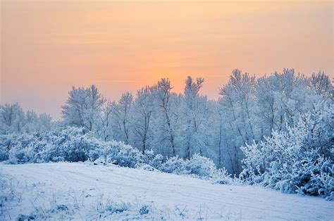 Snow Covered Forest With A Snowy Road Beside In The Sunset With Clear