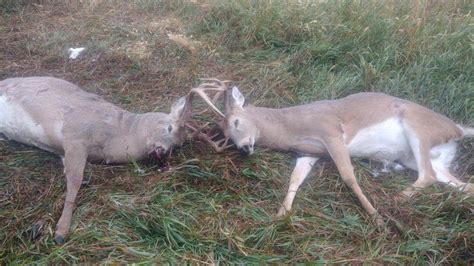 Two Whitetail Bucks Found Dead With Antlers Locked Together Ehuntr