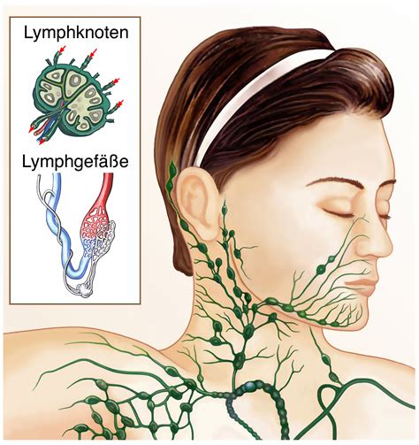 Anatomie des menschen (fach) / lymphsystem (lektion). Hier gibt's die wichtigsten Infos zum Lymphsystem