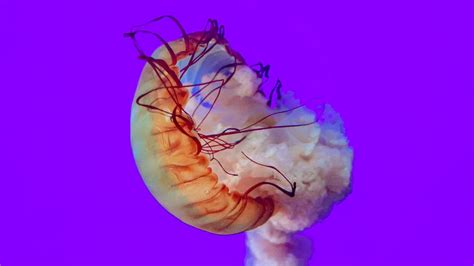 Wallpaper Jellyfish Tentacles Underwater World Sea Depth Hd