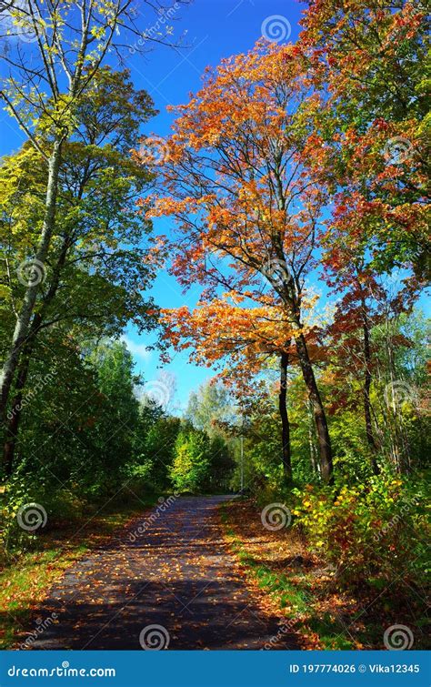 Trees In Colorful Autumn Colors With Walkway And Sunshine In September