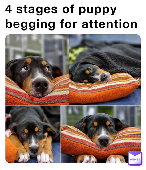 4 Stages Of Puppy Begging For Attention Urfriendlyneighborhoodmemer