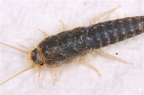 Other tiny bugs that can easily be ruled out because they do not jump at all are bed bugs and ants. The Lazy Lizard's Tales: Yucks! Mystery creepy crawly ...