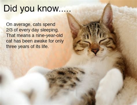 A cat's body temperature is higher than a so there you have it—23 fascinating facts about your cat. Fun Facts part 2 - We Need Fun