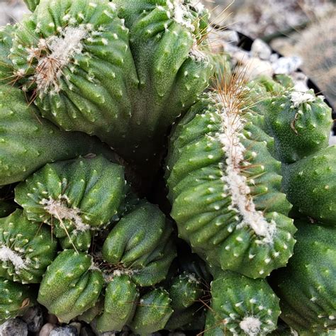5 Cereus Cactus Types And How To Care For Them Succulent City