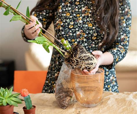 How To Propagate Orchids Expert Tips For Three Key Methods