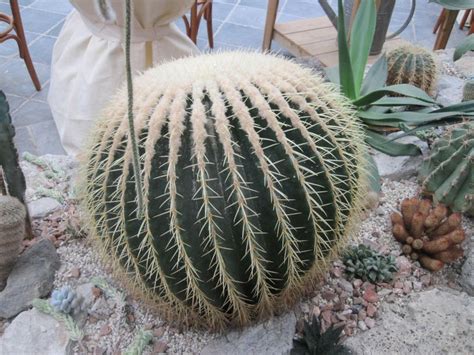 Chanclas, todo un clásico atemporal para los días de piscina. Asiento de suegra, un cactus muy conocido | Plantas