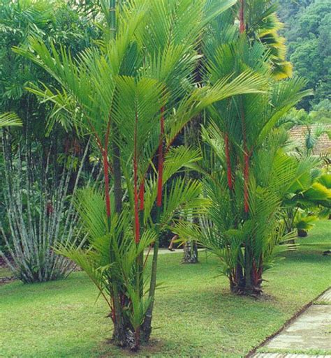 Garden Red Palm Ubicaciondepersonascdmxgobmx